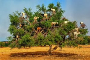 goats weird nature